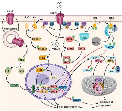 Role of C5b-9 and RGC-32 in Cancer